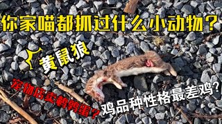 死在你家喵星人嘴下的小动物？？鸡界一惊一乍性格之最？偶遇宠物店卖鸡蛋给狗吃？？