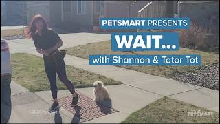 PetSmart Presents: Train Your Dog to “Wait”