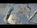 2016 12 04 09h29m stārķa ligzda 2 a flock of bullfinches male and female