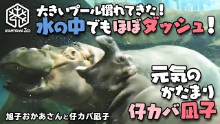 【旭子と仔カバ凪子】大きなプールに慣れてきて水の中でもほぼダッシュ！元気のかたまり仔カバ凪子 (Baby Hippo Nagiko runs in the water! Full of energy)