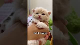 要啥仓鼠啊，咱家不有嘛🐹 小奶喵 塞尔凯克卷毛猫 赛凯卷毛猫 摇粒绒小猫咪