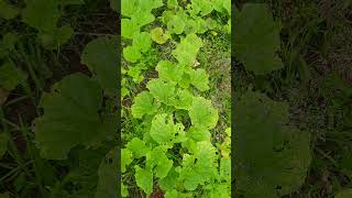 @ Borkala # ಸೌತೆಕಾಯಿ# cucumber