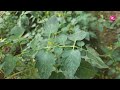 শীতকালীন টমেটো চাষের প্রথম পর্বের আলোচনা winter tomato cultivation rc farming