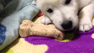 紀州犬 仔犬 生後48日 -kishu puppy dog 48days-