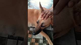 மண்டைல கை வச்சு பாத்தா ....... #funny #puppycomedy #rocky #Comedy #funny #shorts #shortsfeed