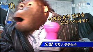 오랑우탄이 방송국에...? 방송국 기자가 된 인싸 오랑이🎤 ㅋㅋㅋ l KBS 주주클럽 071216 방송