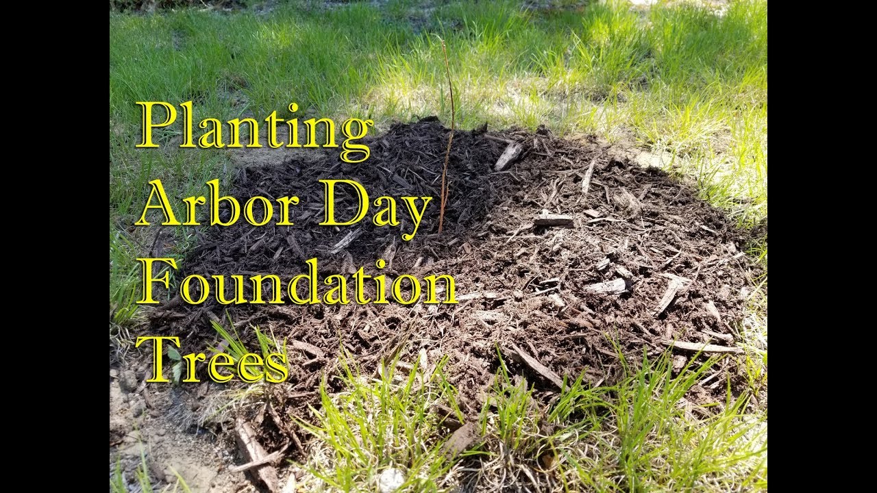 Planting Arbor Day Foundation Trees Homestead Corner Youtube