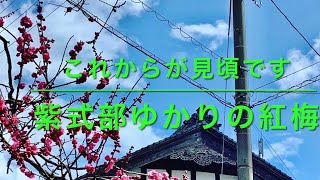 紫式部ゆかりの地【紫式部ゆかりの紅梅】福井県越前市　(旧武生市)本興寺　２０２２年3月20日　/ ECHIZEN  TAKEFU