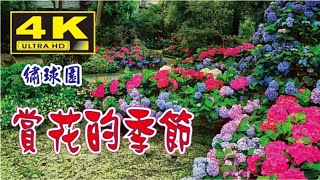 賞花的季節 花露休閒農場 4K HD 戶外郊遊 親子旅遊 蘭花 薰衣草 聖誕紅花 繡球花 柳葉馬鞭草 精神與能量的補給 看見花的美麗與花形的展現 Taiwan Miaoli