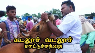 vadalur  santhai | வடலூர் மாட்டு சந்தை