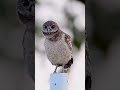 owl dance shorts ytshorts trendingshorts youtubeshorts viral