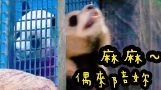 圓寶想等筍子吃，不想吃竹竿|熊貓貓熊The Giant Panda Yuan Yuan and Yuan Bao|台北市立動物園