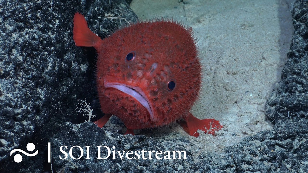 T08 Soi Divestream 697 Youtube