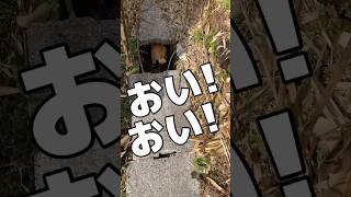 山奥の猫と老人【Part 6】おい！おい！何処に行くの？  #shorts