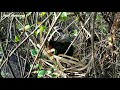 breasted waterhen nest with five eggs that are being hatched