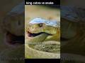 King cobra vs snake | mongoose vs snake #snake  #snakeandmongoose #blackcobra #cobras #cobracave