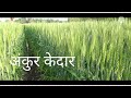 🌾🌾 अंकुर केदार भरपुर उत्पादन..🌱लावा अंकुर केदार भरा गव्हाचे कोठार..🌾🌾