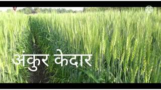 🌾🌾 अंकुर केदार भरपुर उत्पादन..🌱लावा अंकुर केदार भरा गव्हाचे कोठार..🌾🌾