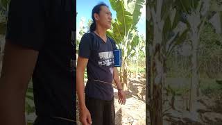 BANANA(Lakatan) PLANTATION BRGY.STA.TERESA, DUMALAG,CAPIZ(O4/06/24)