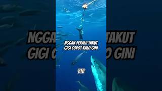 TERNYATA HIU SEMENYERAMKAN INI !!!  #faktadunia #facts #faktaunik #hiu #hiumegalodon #shark