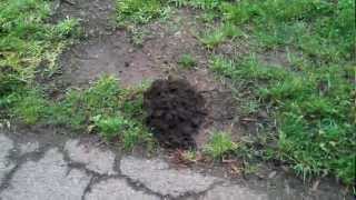 Example of a Mole Hill vs Gopher "Hole" (they make mounds really)