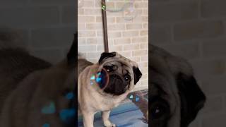 シャボン玉😆🎈#パグ #pug #犬の居る暮らし #かわいい犬 #犬のいる暮らし