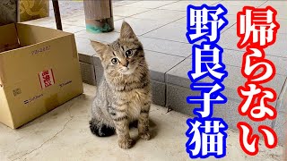 可愛い野良子猫が食後に帰らないで何か話してる