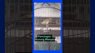 Pancingan/Masteran Gacorr Untuk Burung Manyar Kepala Emas.!!!