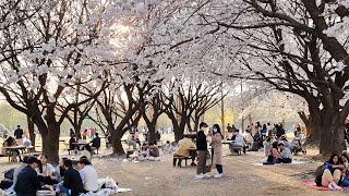 4K 절정, 벚꽃이 만발한 서울숲의 봄/Climax, Cherry Blossoms in Seoul Forest/巅峰, 首尔林中的樱花/絶頂, ソウルの森の桜