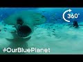 Hammerhead Sharks 360° | #OurBluePlanet | Earth Unplugged