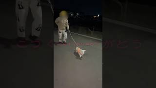 ぎっくり腰で元保護犬に奇跡が起きました #shorts #元保護犬 #保護犬