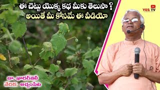 ఈ చెట్టు యొక్క కథ మీకు తెలుసా? అయితే మీ కోసమే ఈ వీడియో||Achampeta||kadarvali||Atibala||YES TV