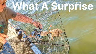 Blue Crabs, HEAPS Of Them But 1 Problem (Catch And Cook)