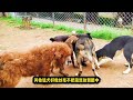 比特对战藏獒，没想到卡斯罗犬遭殃