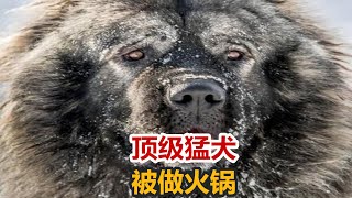 比特对战藏獒，没想到卡斯罗犬遭殃