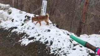 北海道犬、犬舎  小本川櫃取は雪崩注意で早めの退散