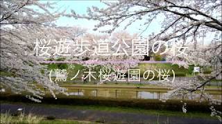 桜遊歩道公園の桜 2018/04/10 撮影