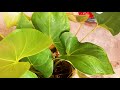 anthurium flowering tips learn gardening