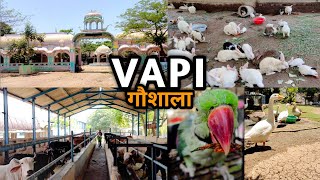 वापी गौशाला गुजरात | Vapi Chhiri Gaushala | Shri Ajit Seva Trust Vapi#vapigaushala