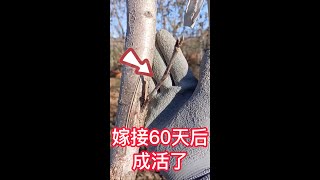 果樹嫁接60天后成活了，記得及時解開薄膜，鋸斷上面的砧木 The fruit tree survived 60 days after grafting, untie the film in time