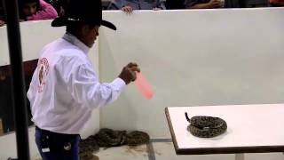 Sweetwater Rattlesnake Roundup-2013