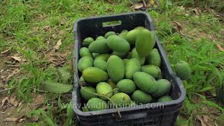 Mango orchard in prime Mangifera country: Malihabad in Uttar Pradesh, India