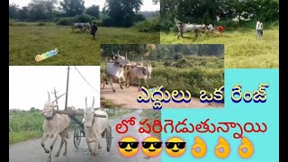 ఎద్దులు ఒక రేంజ్ లో పరిగెడుతున్నాయి // ఎద్దులు training For ఎద్దులు పోటీలు // ALL In One Official //