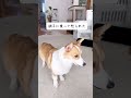 姉犬とどうしても遊んでもらいたい妹コーギー コーギー多頭飼い コーギー corgi dog