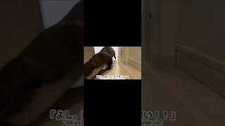 扉を自分で開けて飼い主に会いに行きまくるカワウソが可愛い！otter that opens the door all by itself to go meet his owner! #shorts