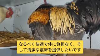 【鶏日記】足のため 寝床に止まり木とベットを用意する#にわとりこ #にわとり #coq #hens #hens #poules #ニワトリ #雄鶏 #鶏 #鶏日記 #卵 #庭