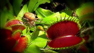 Lunch / Venus flytrap - Venusfliegenfalle