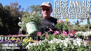 Winter Annuals for Northeast Florida Gardens