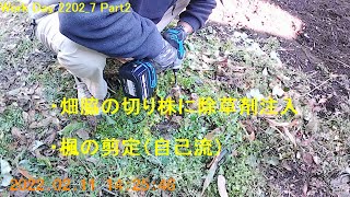 Work Day_2202_7 Part2 実家（古民家）整備～畑脇の切り株に除草剤注入、楓の剪定（自己流）