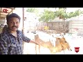 போட்டியில் எங்கேயும் பிடிபடாத காளைகள் jallikattu 2 best bulls of 2021